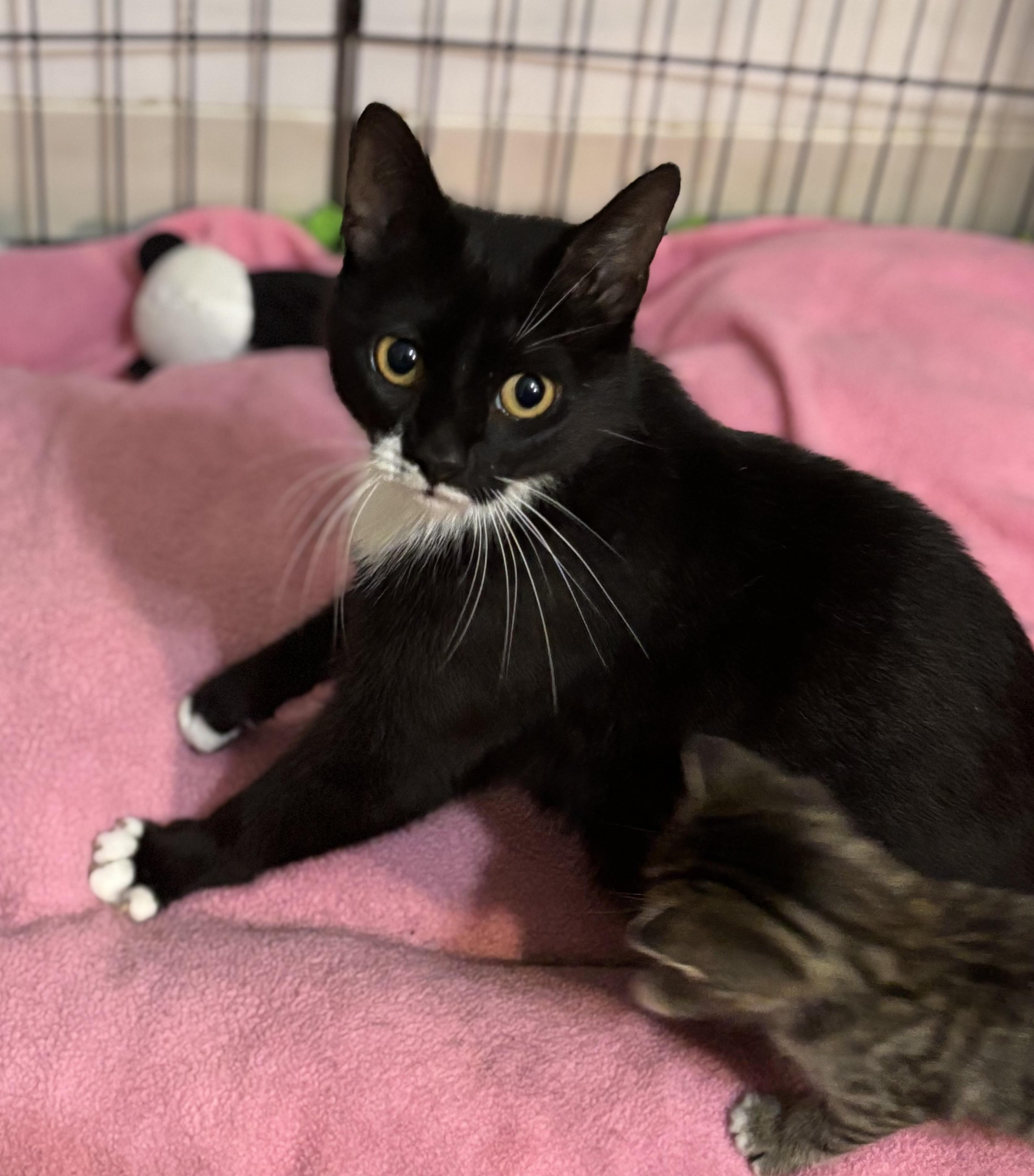 Jessie, a Adoptable Tuxedo in Hopkinsville, KY image 2/5