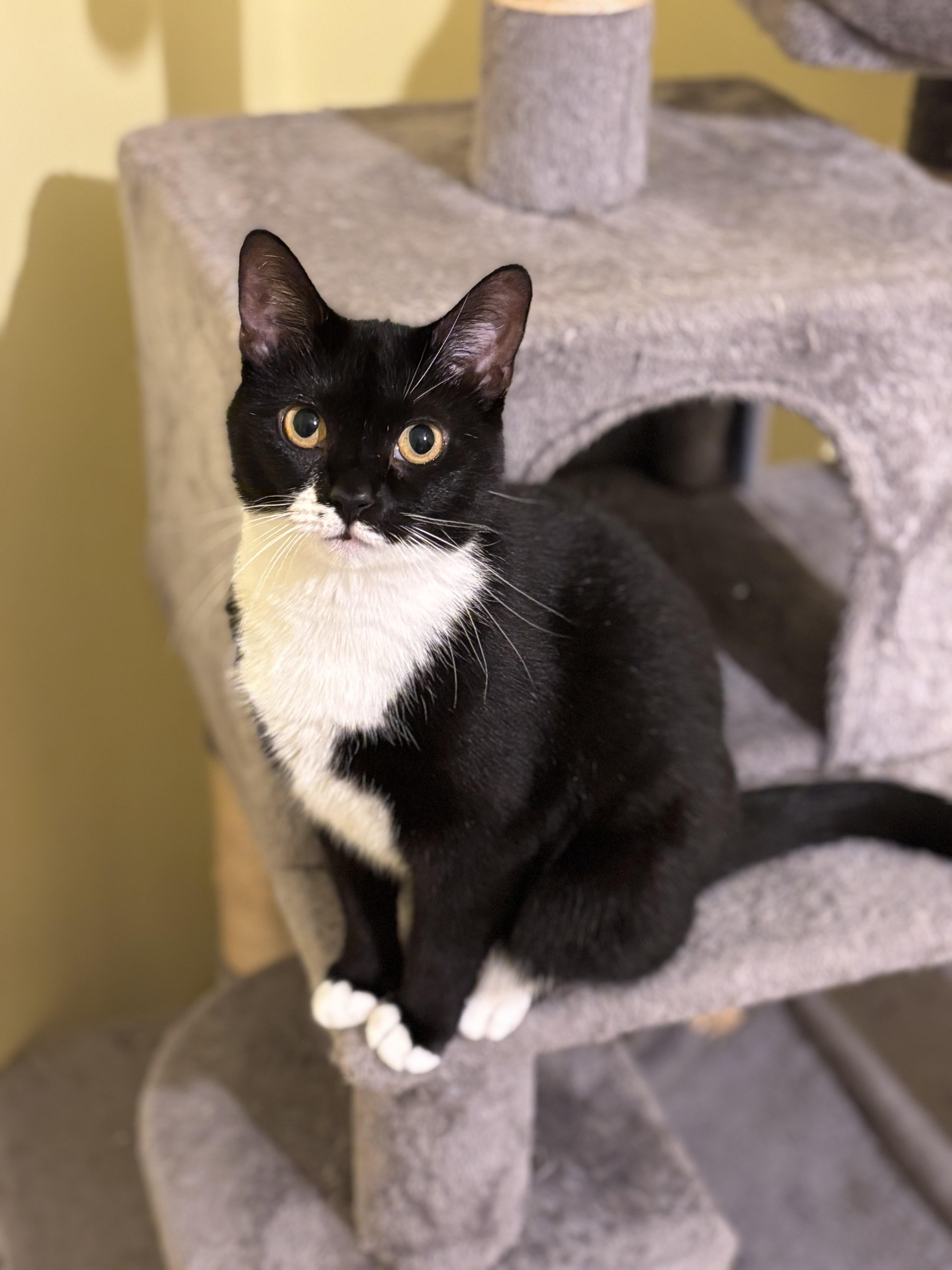 Jessie, Adoptable, Adult Female Tuxedo.