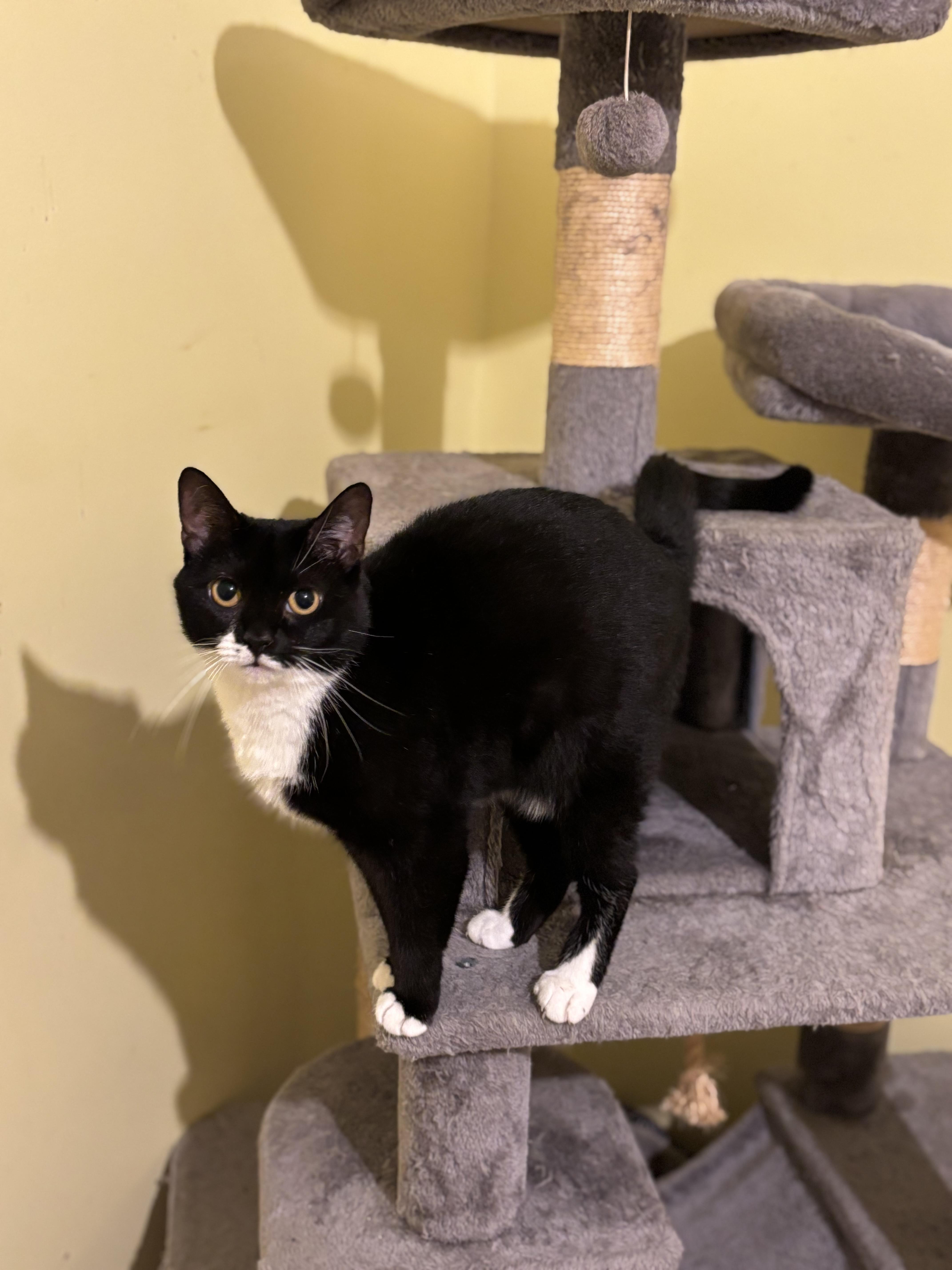 Jessie, a Adoptable Tuxedo in Hopkinsville, KY image 5/5