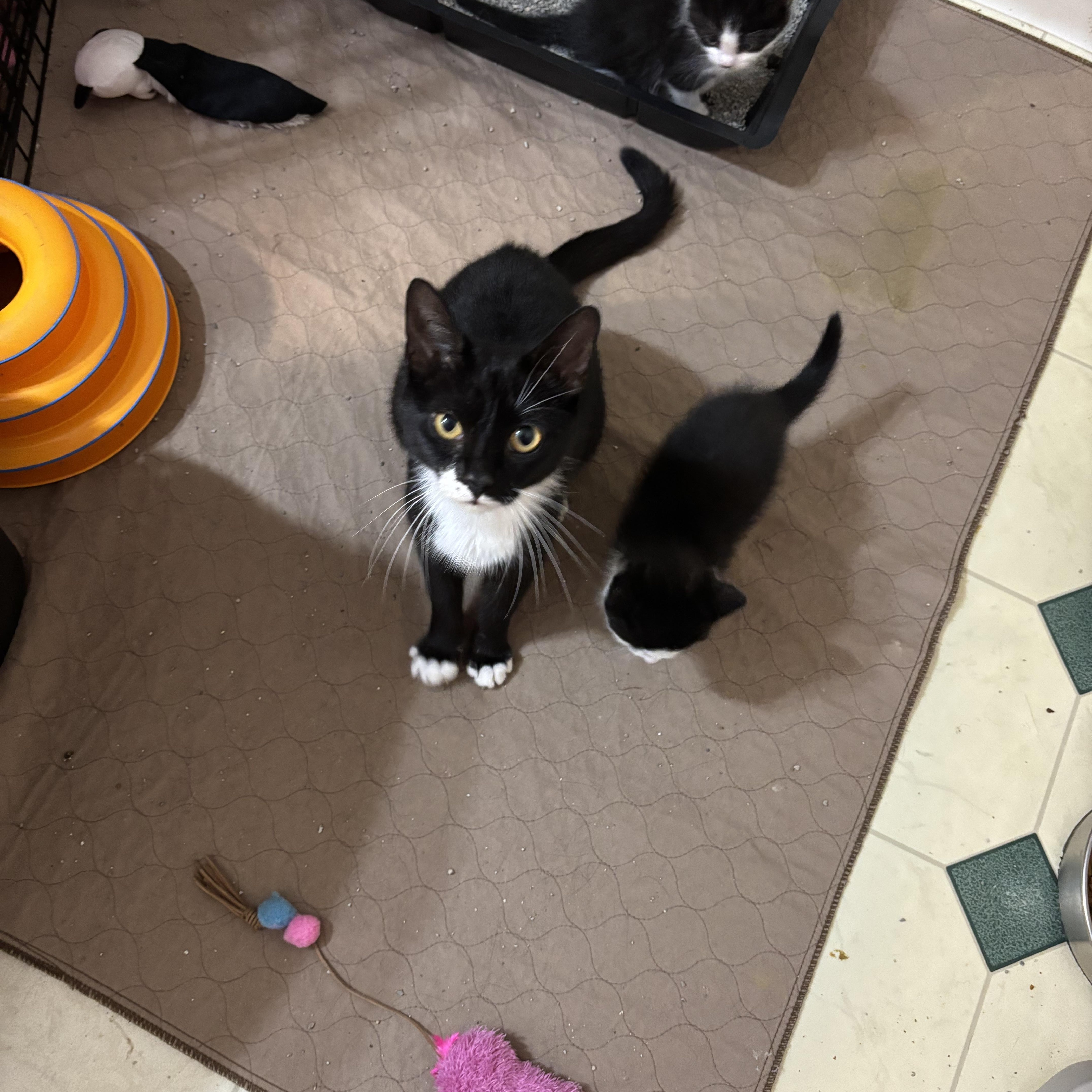 Jessie, a Adoptable Tuxedo in Hopkinsville, KY image 4/5