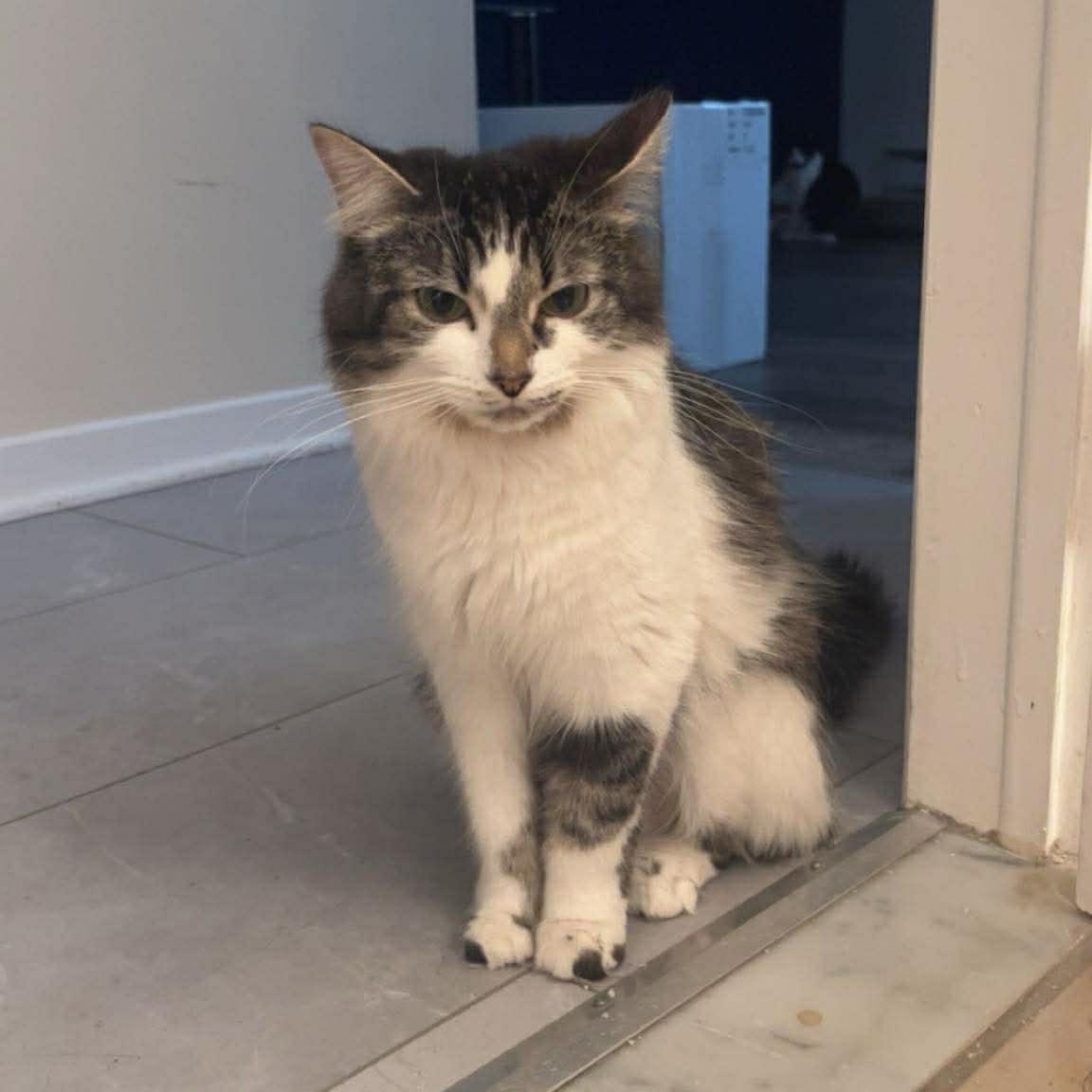 Violette, a ADOPTABLE Domestic Long Hair in Terrebonne, QC image 5/6