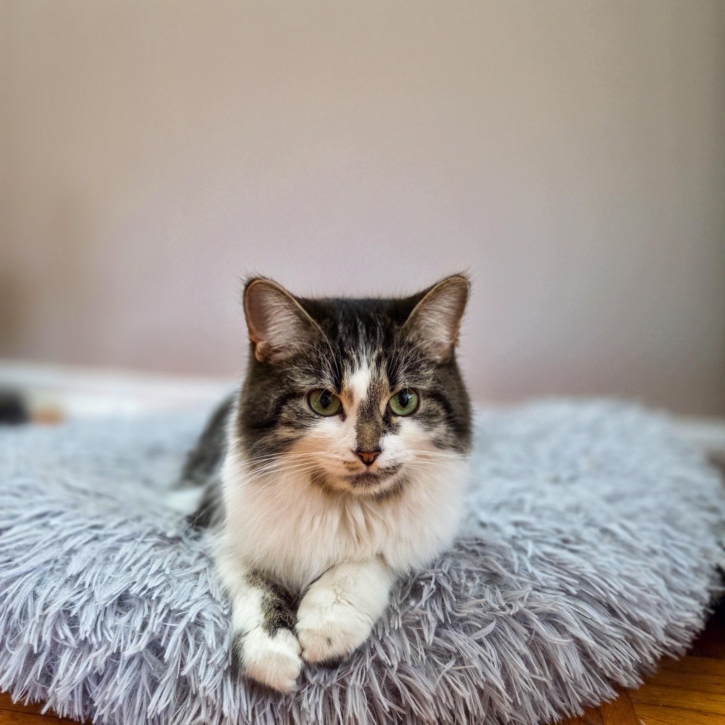 Enlarge Violette, an adoptable Domestic Long Hair in Terrebonne, QC image 2/6