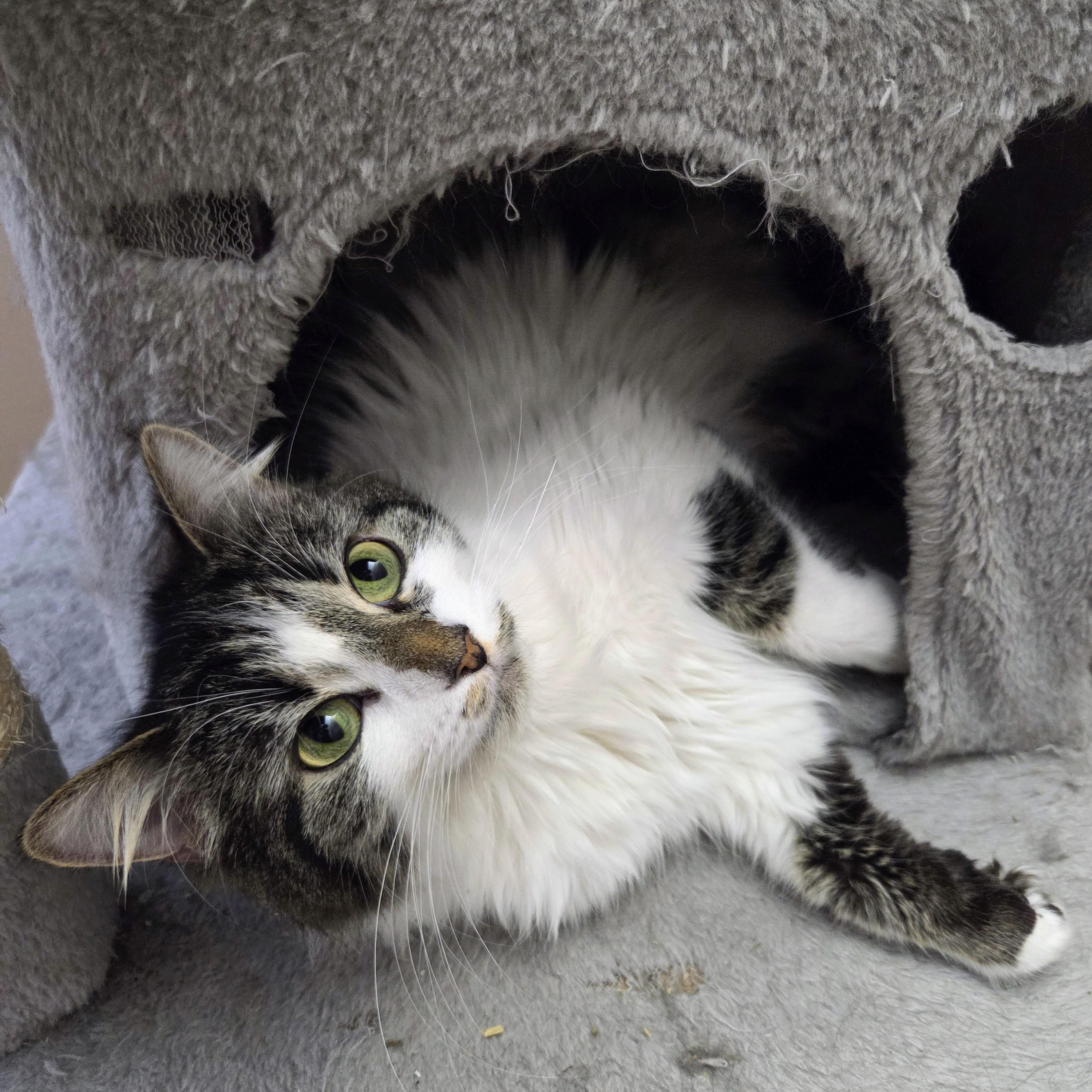 Violette, a ADOPTABLE Domestic Long Hair in Terrebonne, QC image 1/6