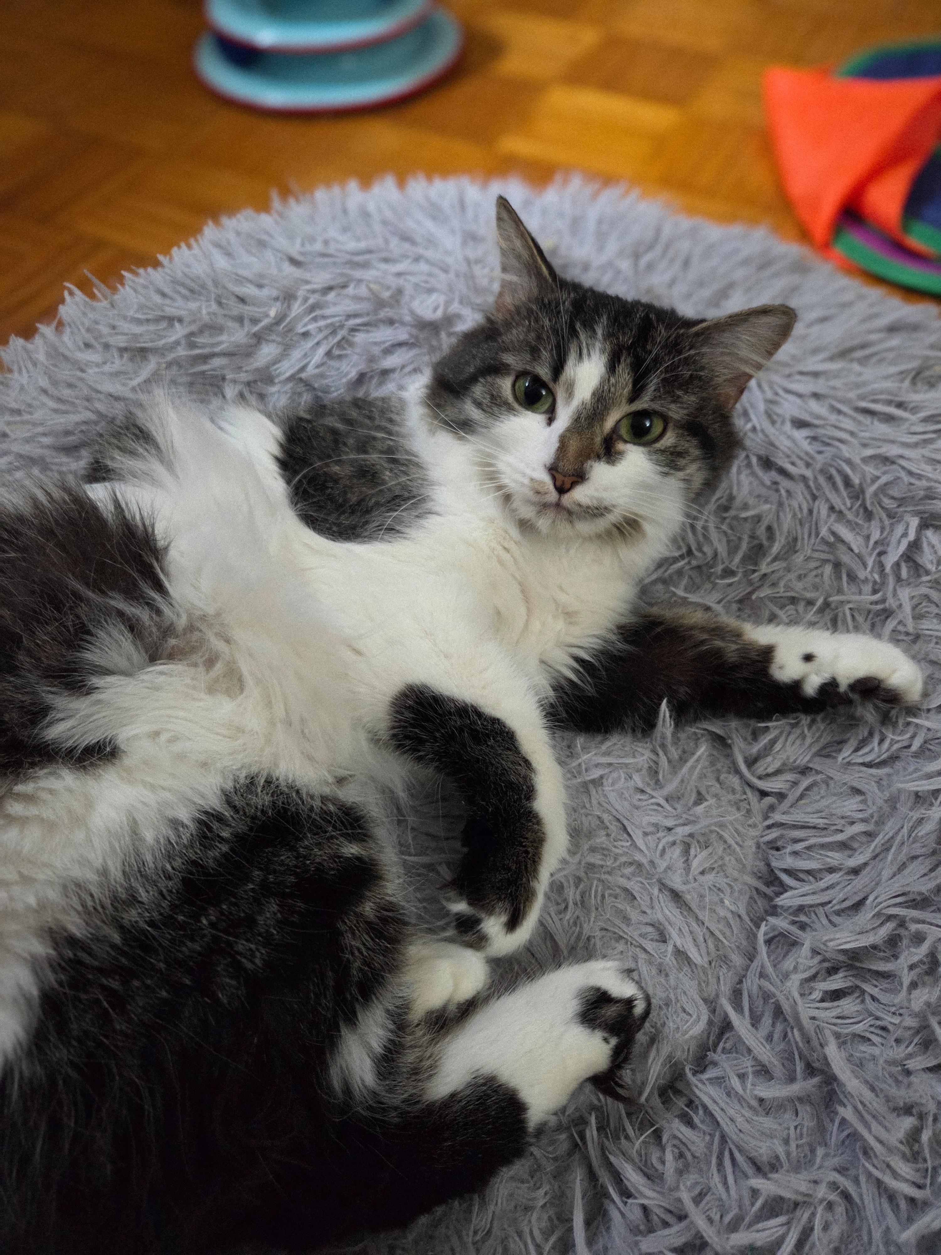 Enlarge Violette, an adoptable Domestic Long Hair in Terrebonne, QC image 5/6