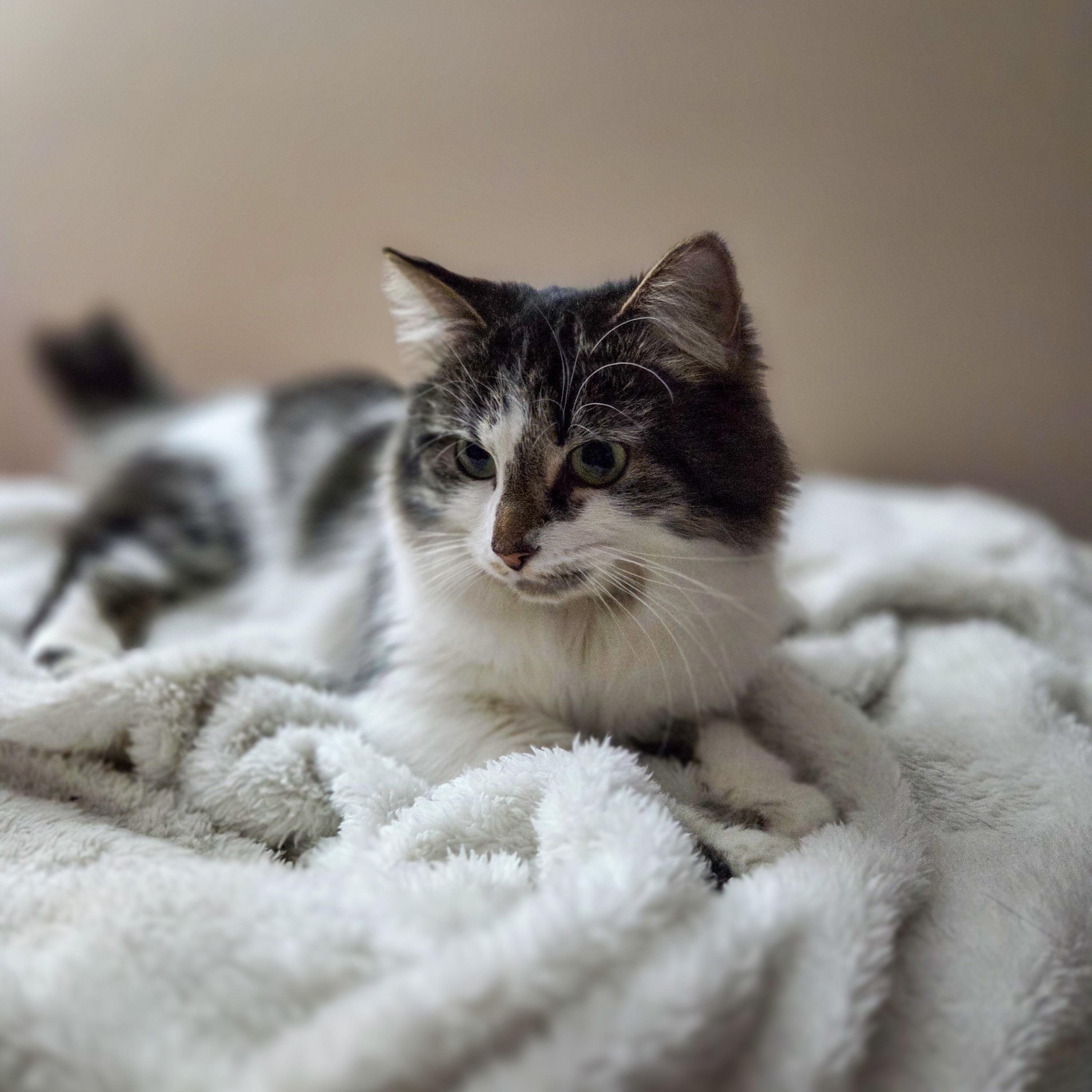 Violette, ADOPTABLE, Adult Female Domestic Long Hair.