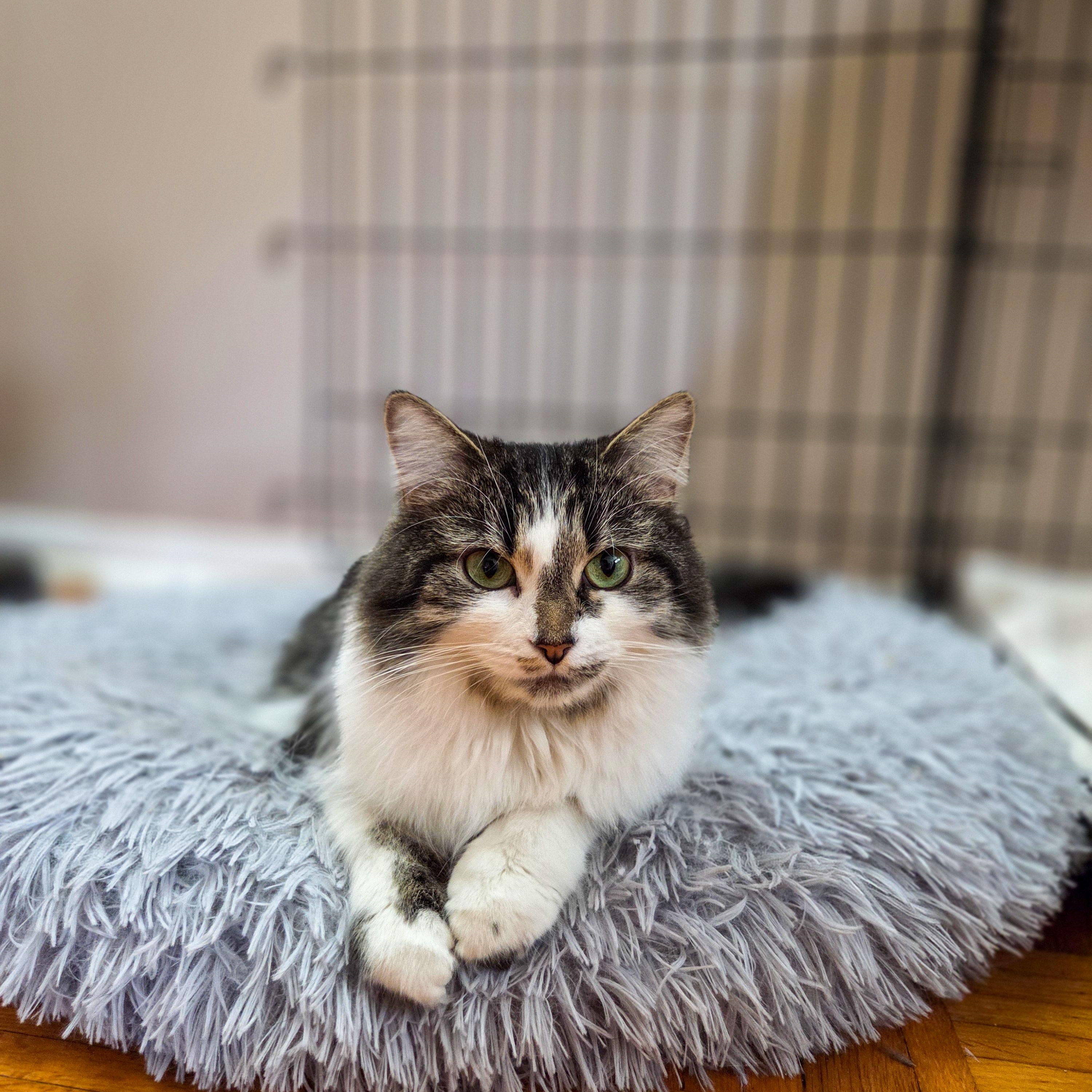 Violette, a ADOPTABLE Domestic Long Hair in Terrebonne, QC image 2/6