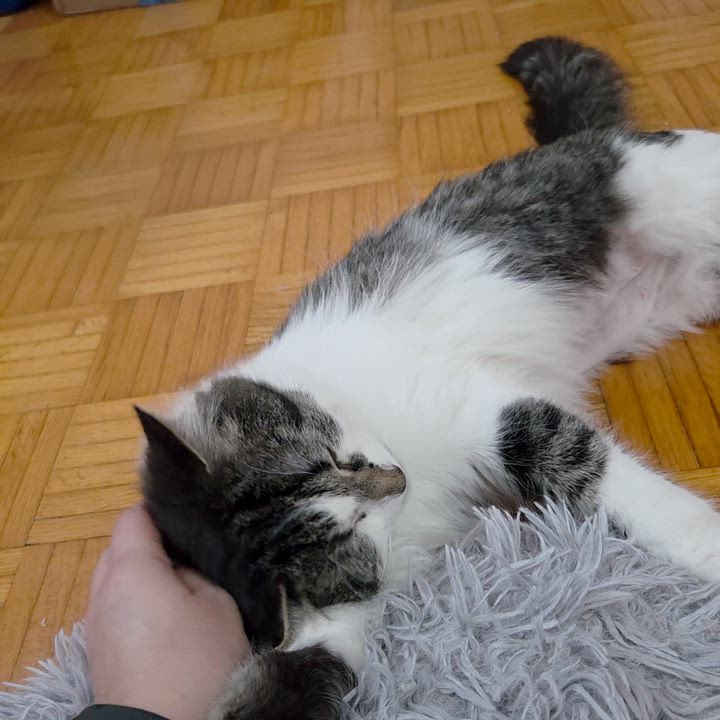 Enlarge Violette, an adoptable Domestic Long Hair in Terrebonne, QC video 6/6