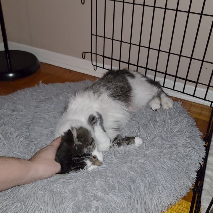 Enlarge Violette, a ADOPTABLE Domestic Long Hair in Terrebonne, QC video 6/6