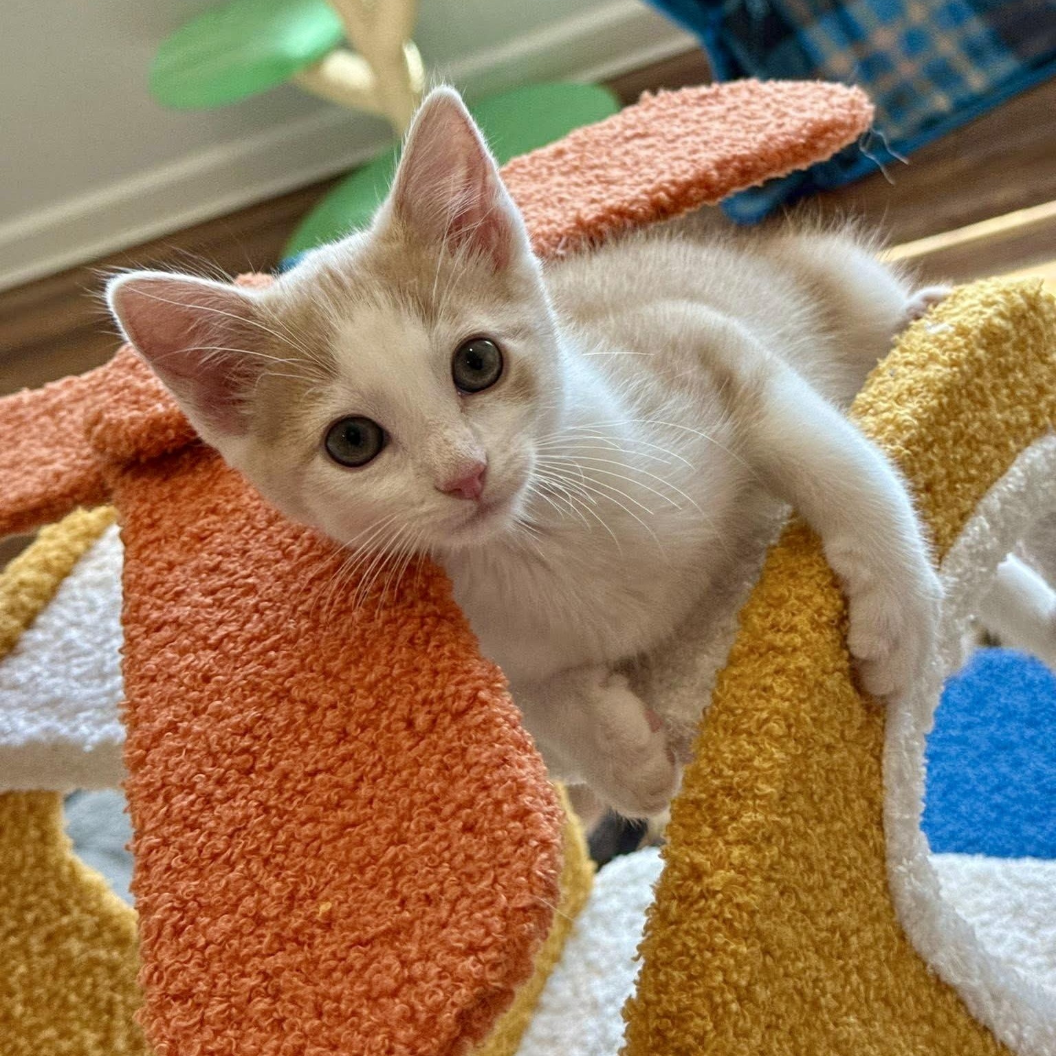 Jiffy Pop (Popcorn Kittens), adopted, Kitten Male Domestic Short Hair.