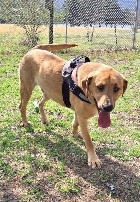 Rover, a Adopted mixed breed in Mountain View, AR image 1/3