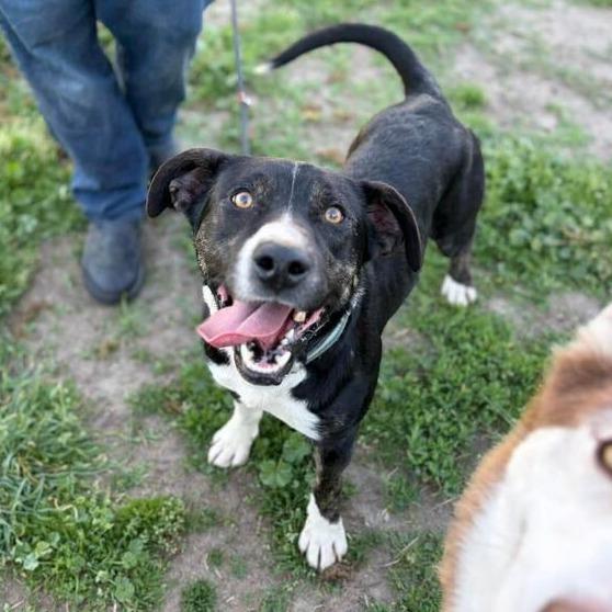 Aster, Adoptable, Adult Male Pit Bull Terrier & Cattle Dog.