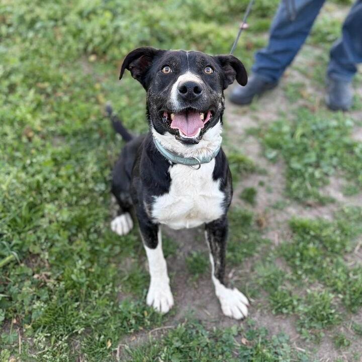 Aster, a Adoptable mixed breed in Turlock, CA image 2/6