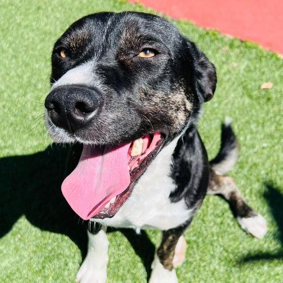 Aster, a Adoptable mixed breed in Turlock, CA image 3/6