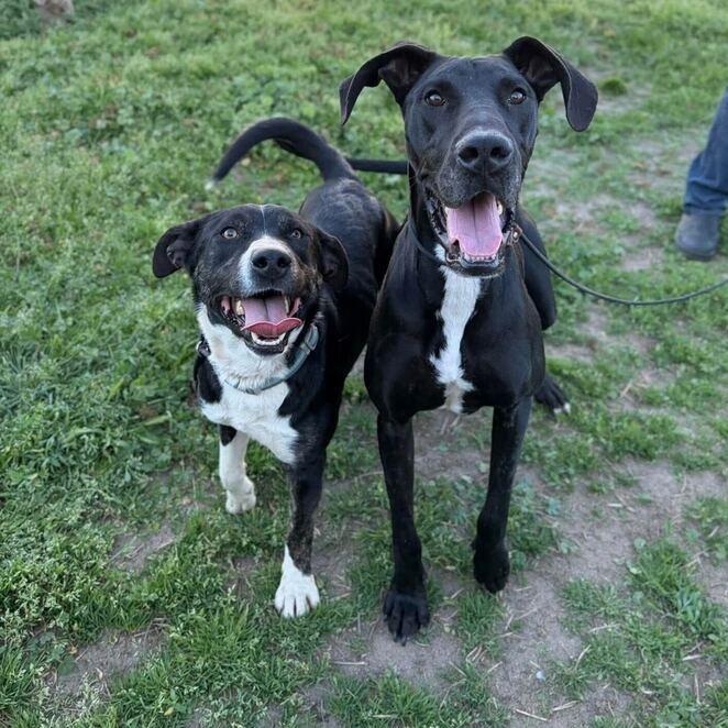 Aster, a Adoptable mixed breed in Turlock, CA image 5/6