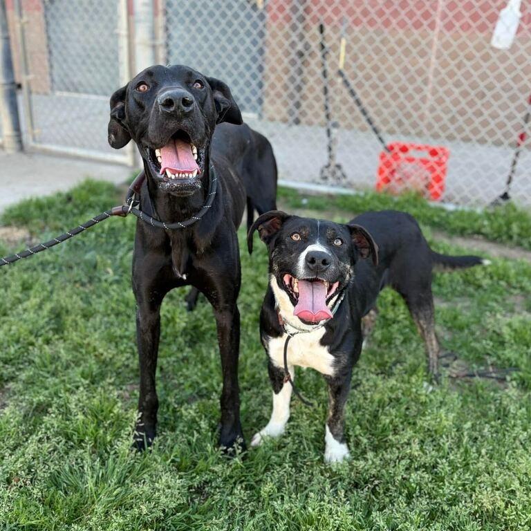 Aster, a Adoptable mixed breed in Turlock, CA image 6/6