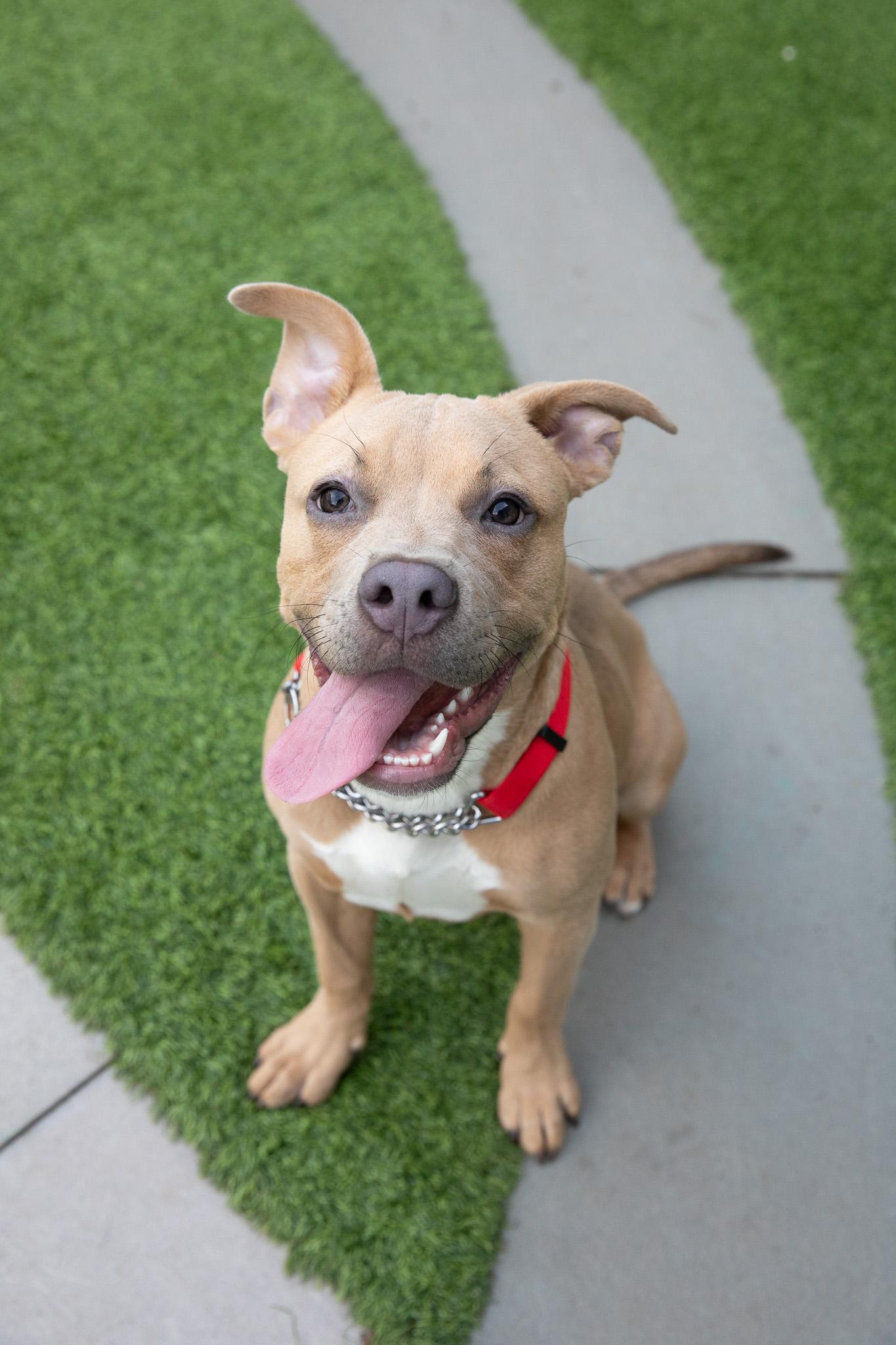 Enlarge Lyla, a Adoptable American Bully in Montclair, NJ image 2/6