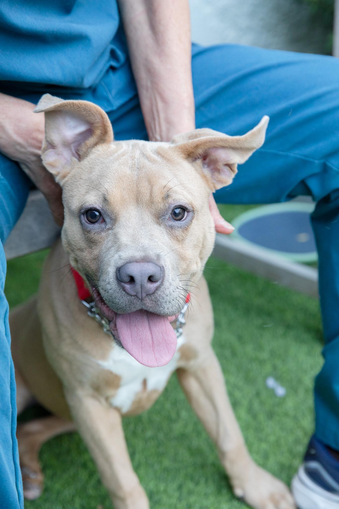 Enlarge Lyla, a Adoptable American Bully in Montclair, NJ image 3/6