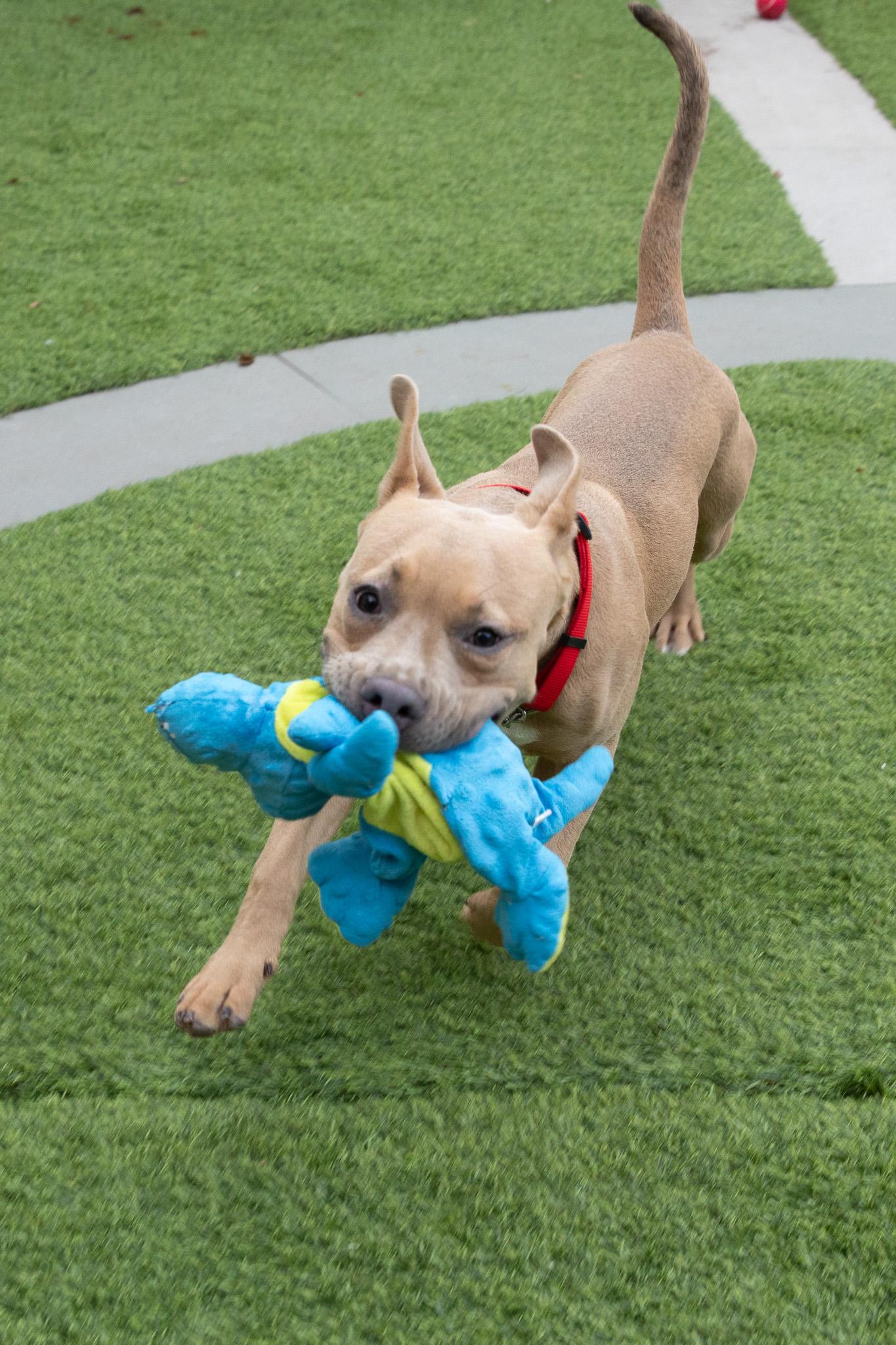Enlarge Lyla, a Adoptable American Bully in Montclair, NJ image 4/6