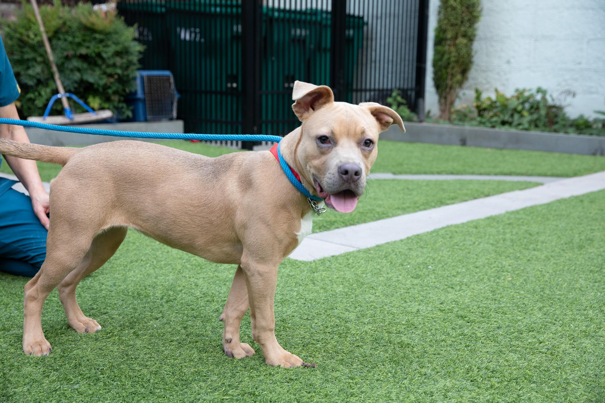 Enlarge Lyla, a Adoptable American Bully in Montclair, NJ image 5/6