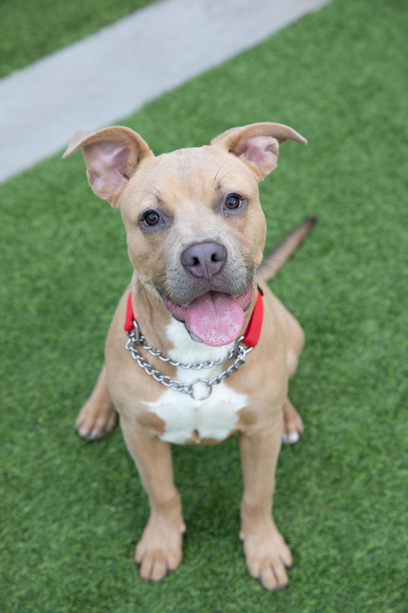 Enlarge Lyla, a Adoptable American Bully in Montclair, NJ image 6/6