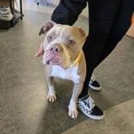 Mommy 58052182, ADOPTABLE, Adult Female Pit Bull Terrier.