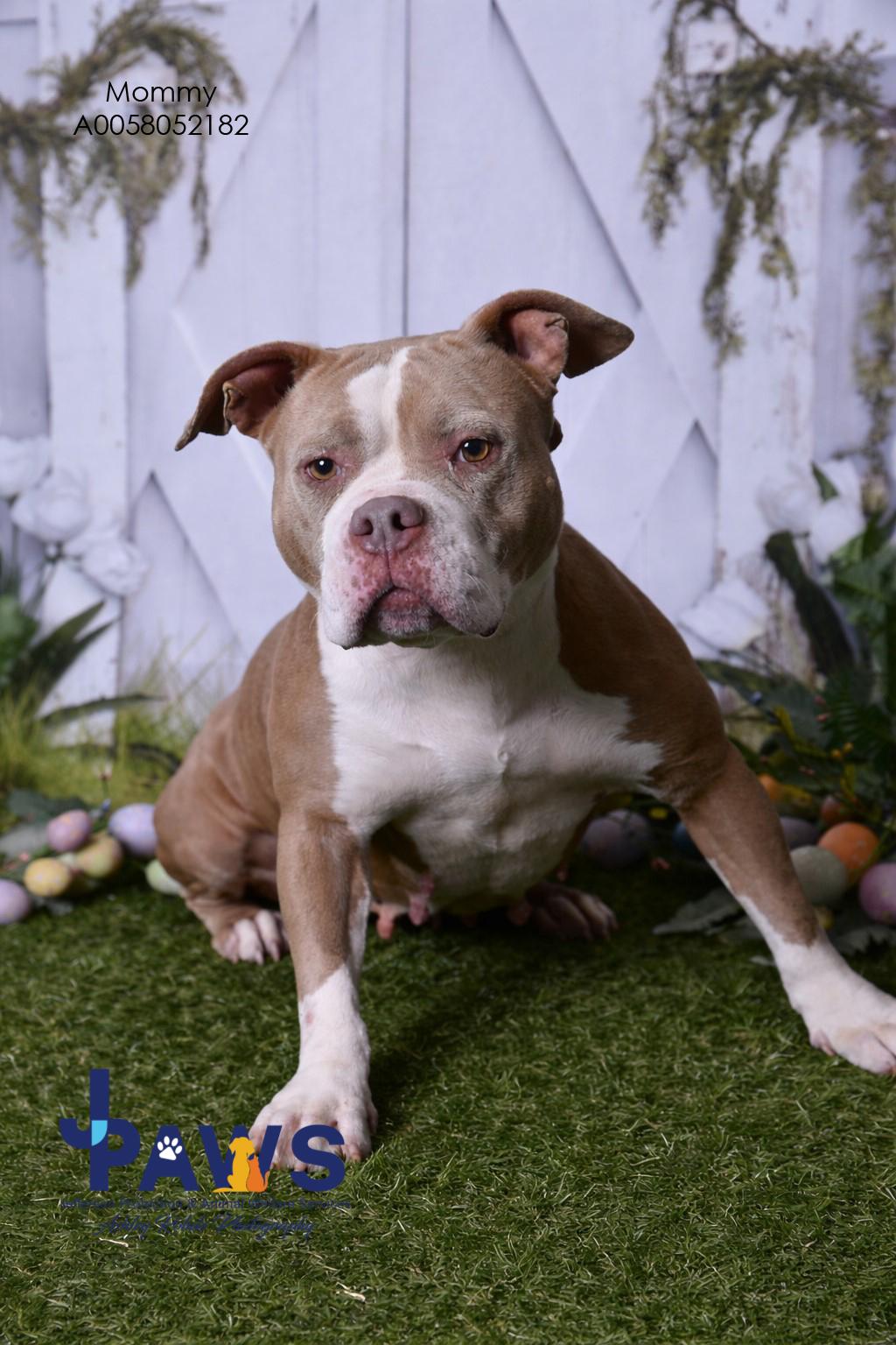 Mommy 58052182, ADOPTABLE, Adult Female Pit Bull Terrier.