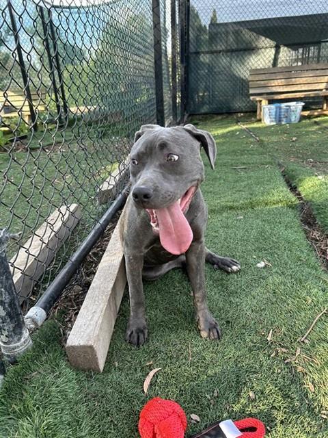 ROXY, Adoptable, Young Female Pit Bull Terrier.