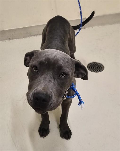 Enlarge ROXY, a Adoptable Pit Bull Terrier in Fremont, CA image 1/1