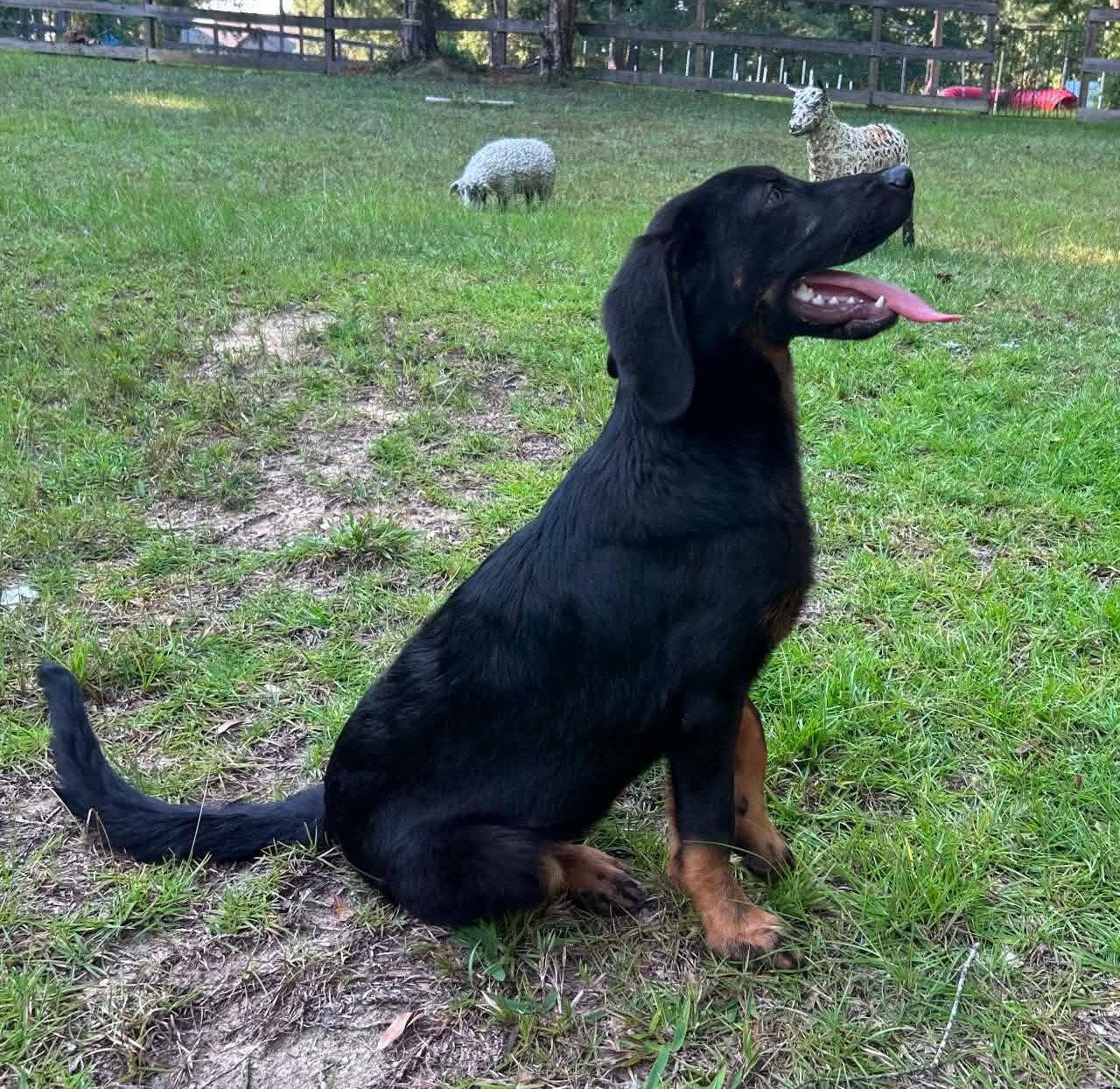 260662 Scooter, Adoptable, Young Male Bloodhound & German Shepherd Dog.
