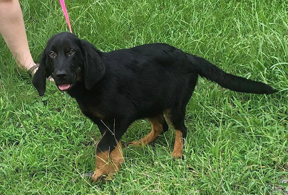 Enlarge 260662  Scooter, a Adoptable mixed breed in Wetumpka, AL image 2/3