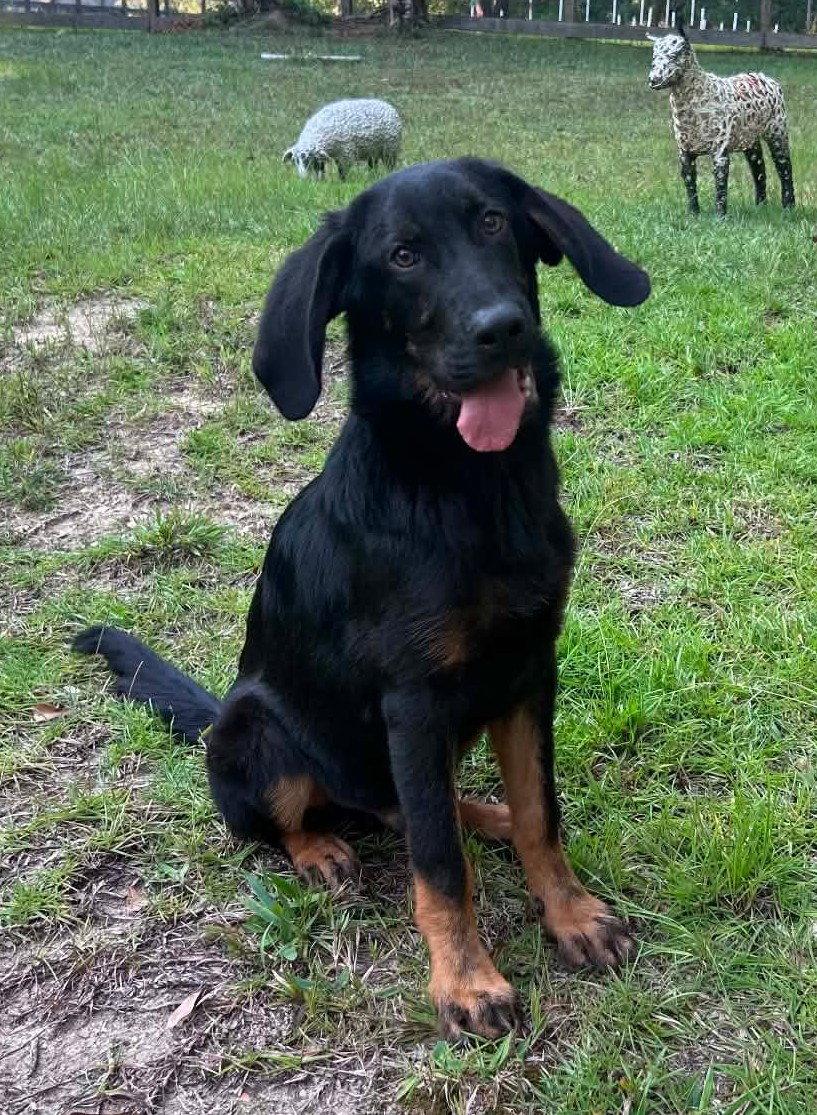Enlarge 260662  Scooter, a Adoptable mixed breed in Wetumpka, AL image 3/3