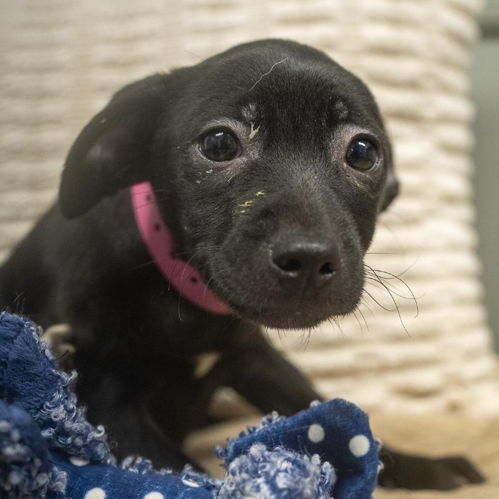 Lisk, Adoptable, Puppy Female Terrier & Mixed Breed.