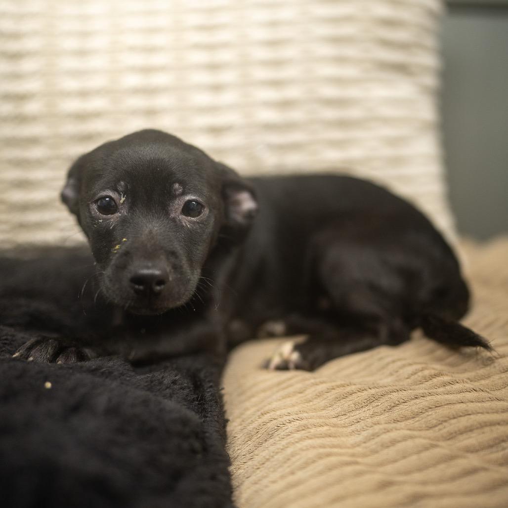 Enlarge Lisk, a Adoptable mixed breed in Pawling, NY image 2/6