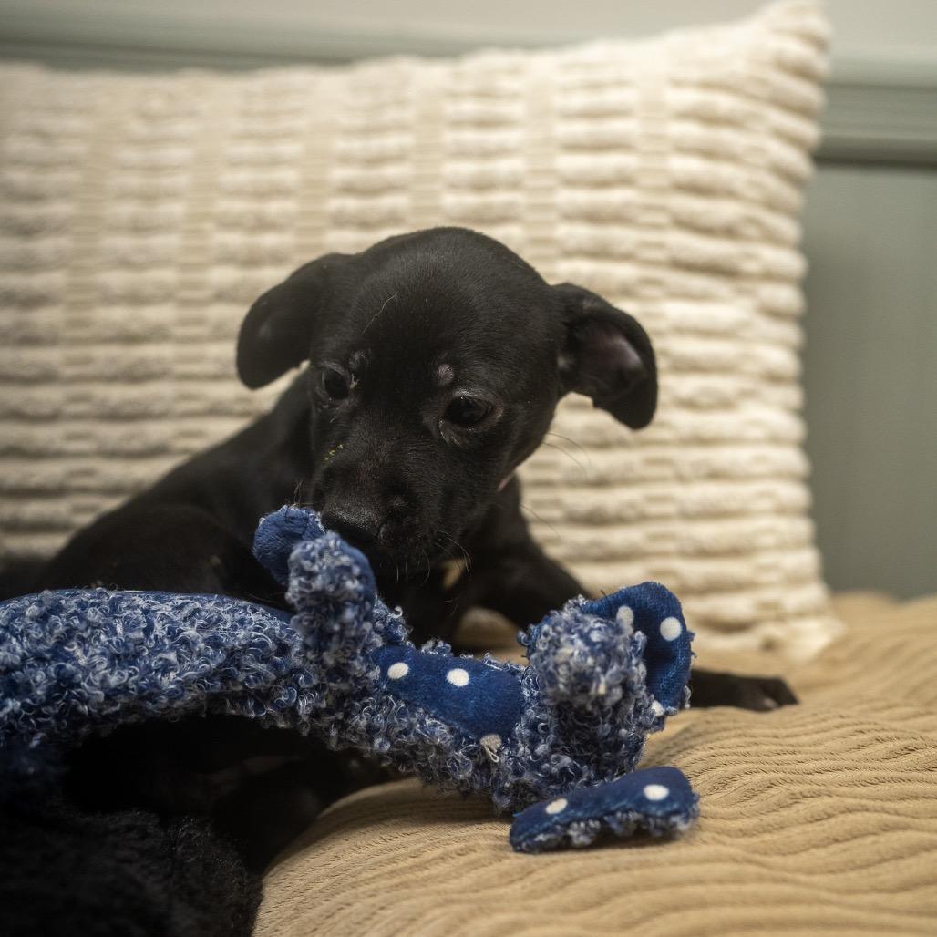 Enlarge Lisk, a Adoptable mixed breed in Pawling, NY image 3/6