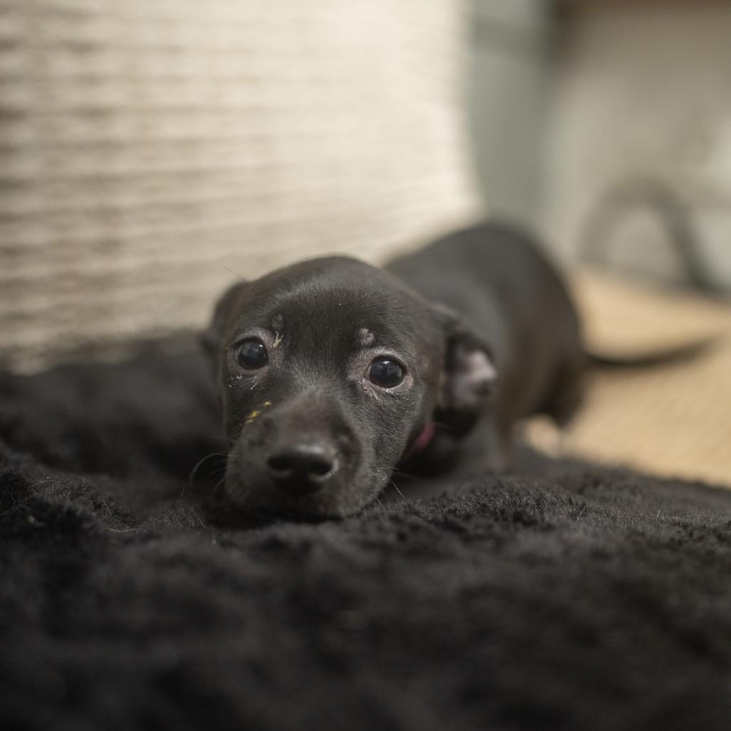 Enlarge Lisk, a Adoptable mixed breed in Pawling, NY image 4/6