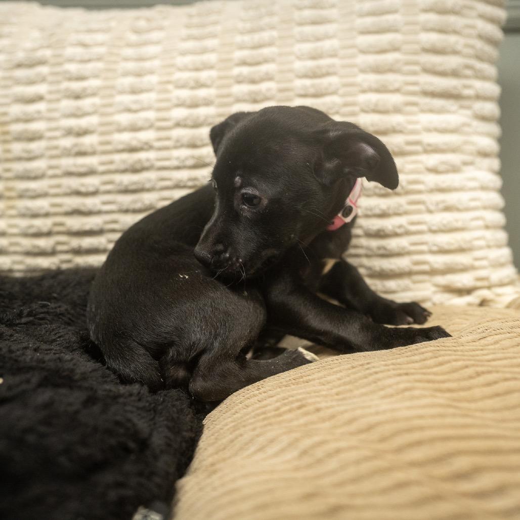 Enlarge Lisk, a Adoptable mixed breed in Pawling, NY image 5/6