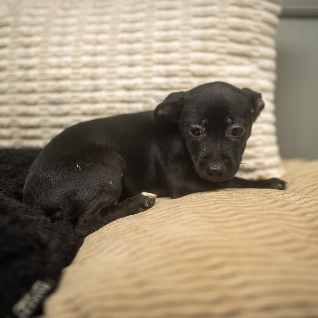 Enlarge Lisk, a Adoptable mixed breed in Pawling, NY image 6/6
