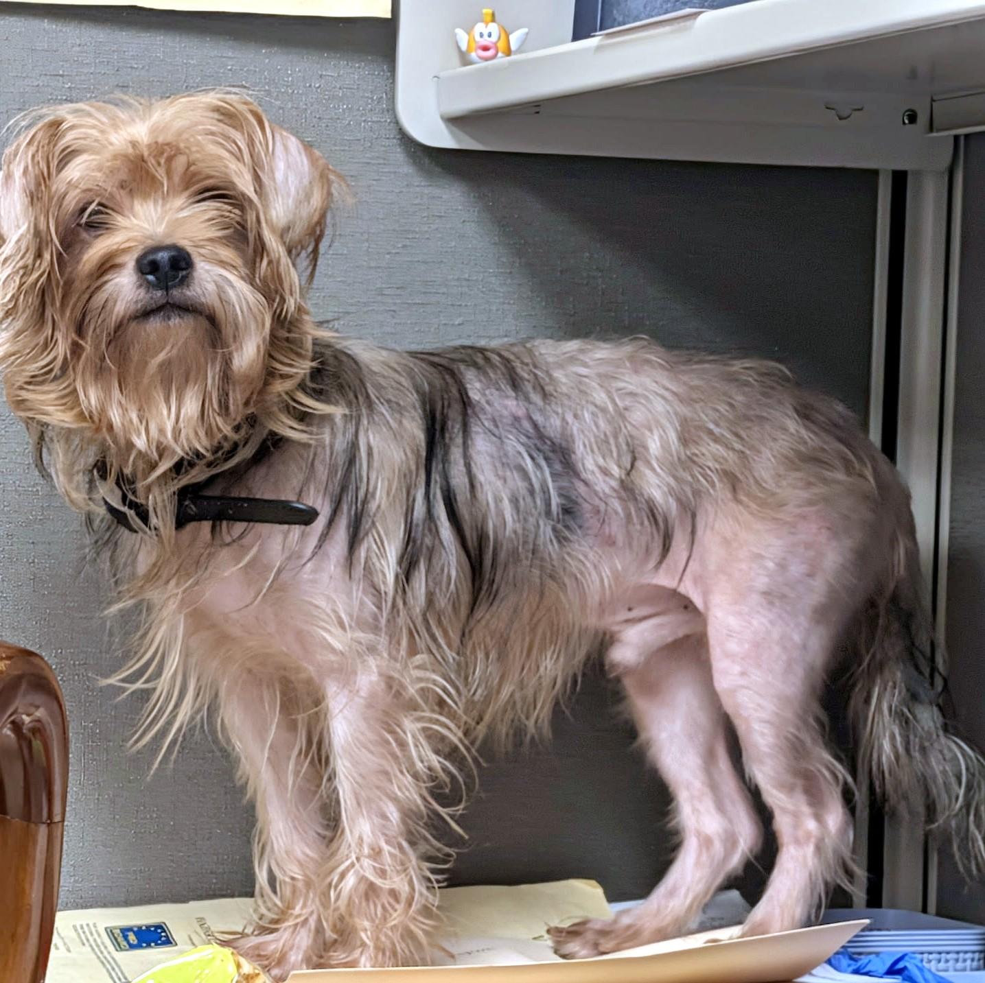 Enlarge Charlie, a Adoptable Yorkshire Terrier in Petersburg, VA image 3/6