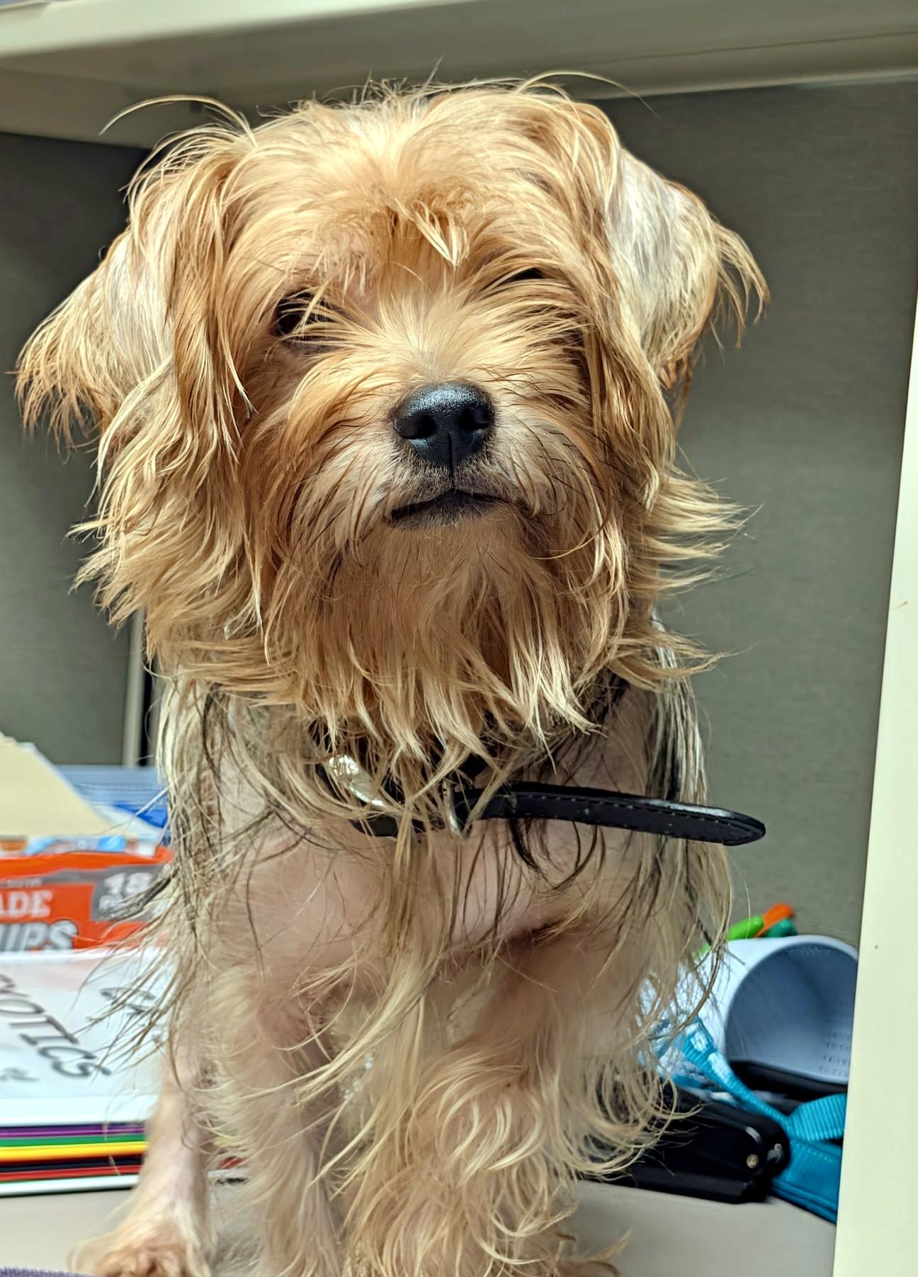 Charlie, Adoptable, Senior Male Yorkshire Terrier.