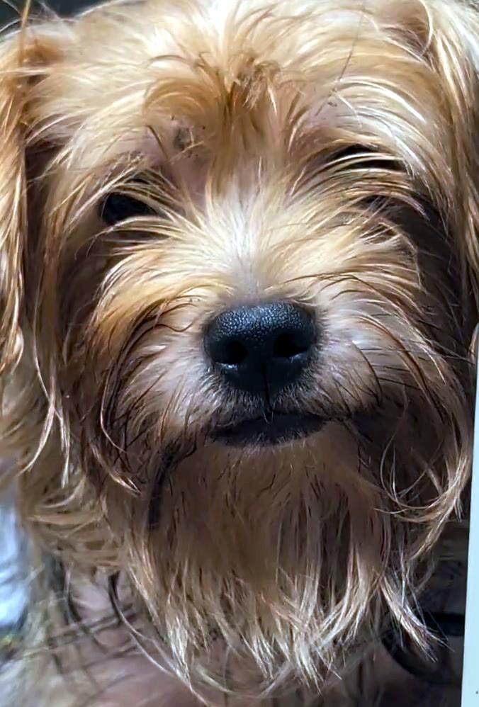 Enlarge Charlie, a Adoptable Yorkshire Terrier in Petersburg, VA image 6/6