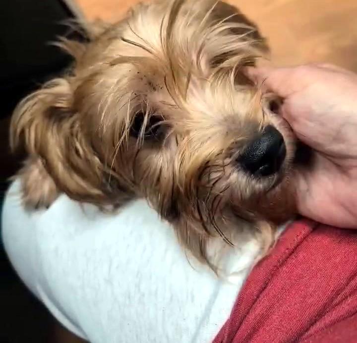 Enlarge Charlie, a Adoptable Yorkshire Terrier in Petersburg, VA image 5/6