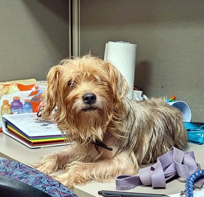 Enlarge Charlie, a Adoptable Yorkshire Terrier in Petersburg, VA image 4/6