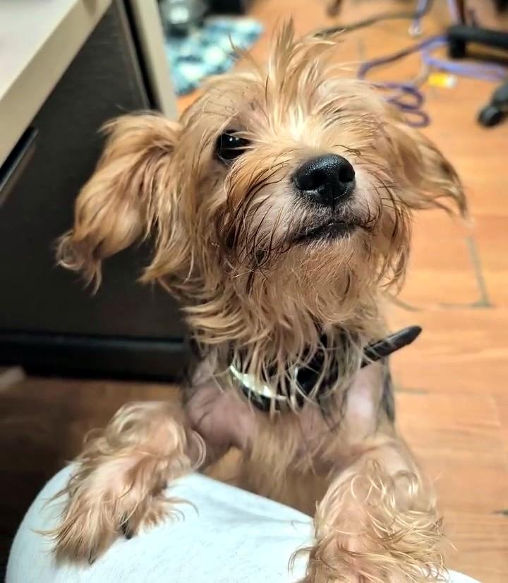 Enlarge Charlie, a Adoptable Yorkshire Terrier in Petersburg, VA image 2/6