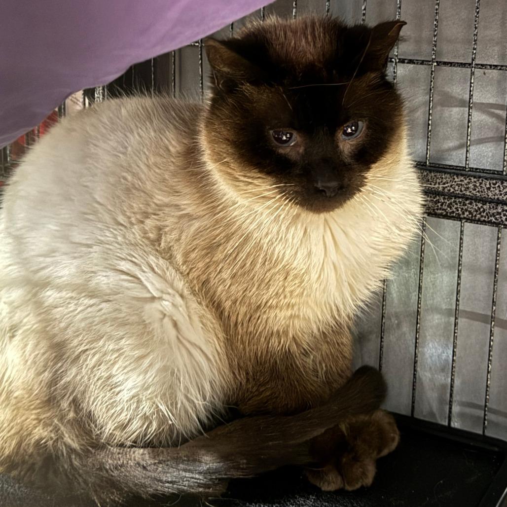 Enlarge Fat Tony, a Adoptable mixed breed in Lancaster, OH image 1/1