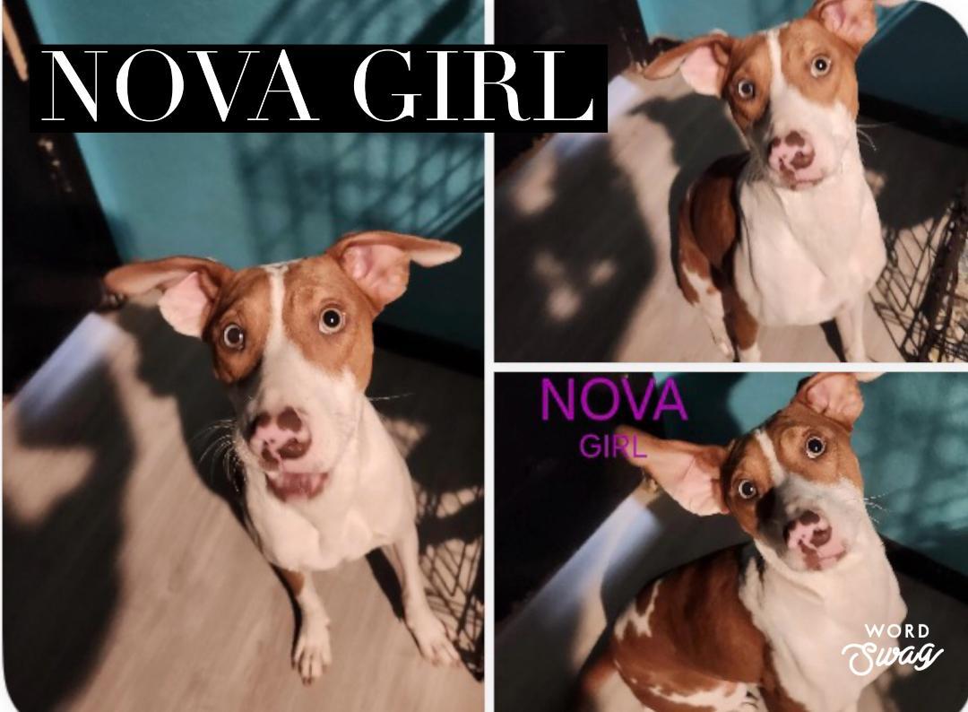 Enlarge Nova, a ADOPTABLE mixed breed in canyon lake, TX image 1/1