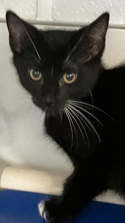 Everest, Adoptable, Kitten Male Domestic Short Hair & Domestic Short Hair.