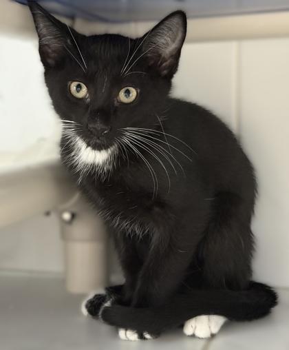 Everest, a Adoptable mixed breed in Venice, FL image 2/3