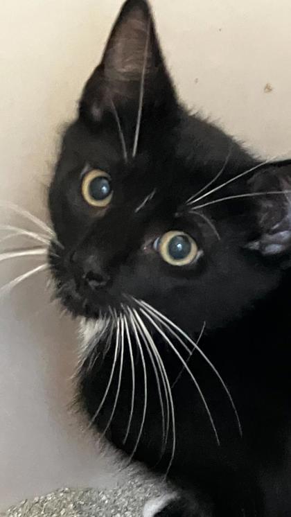 Everest, a Adoptable mixed breed in Venice, FL image 3/3