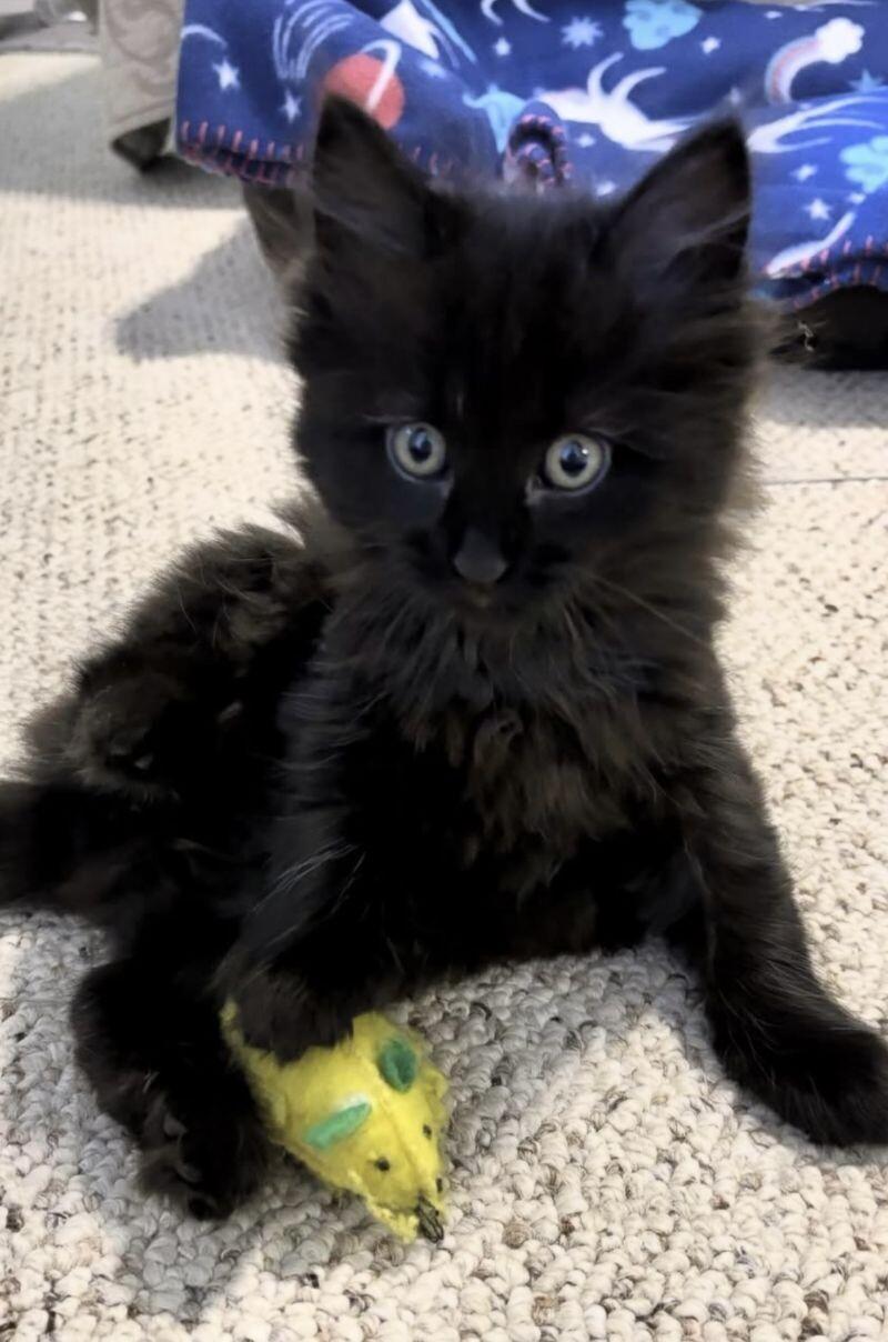 Diana, Adoptable, Young Female Domestic Medium Hair.