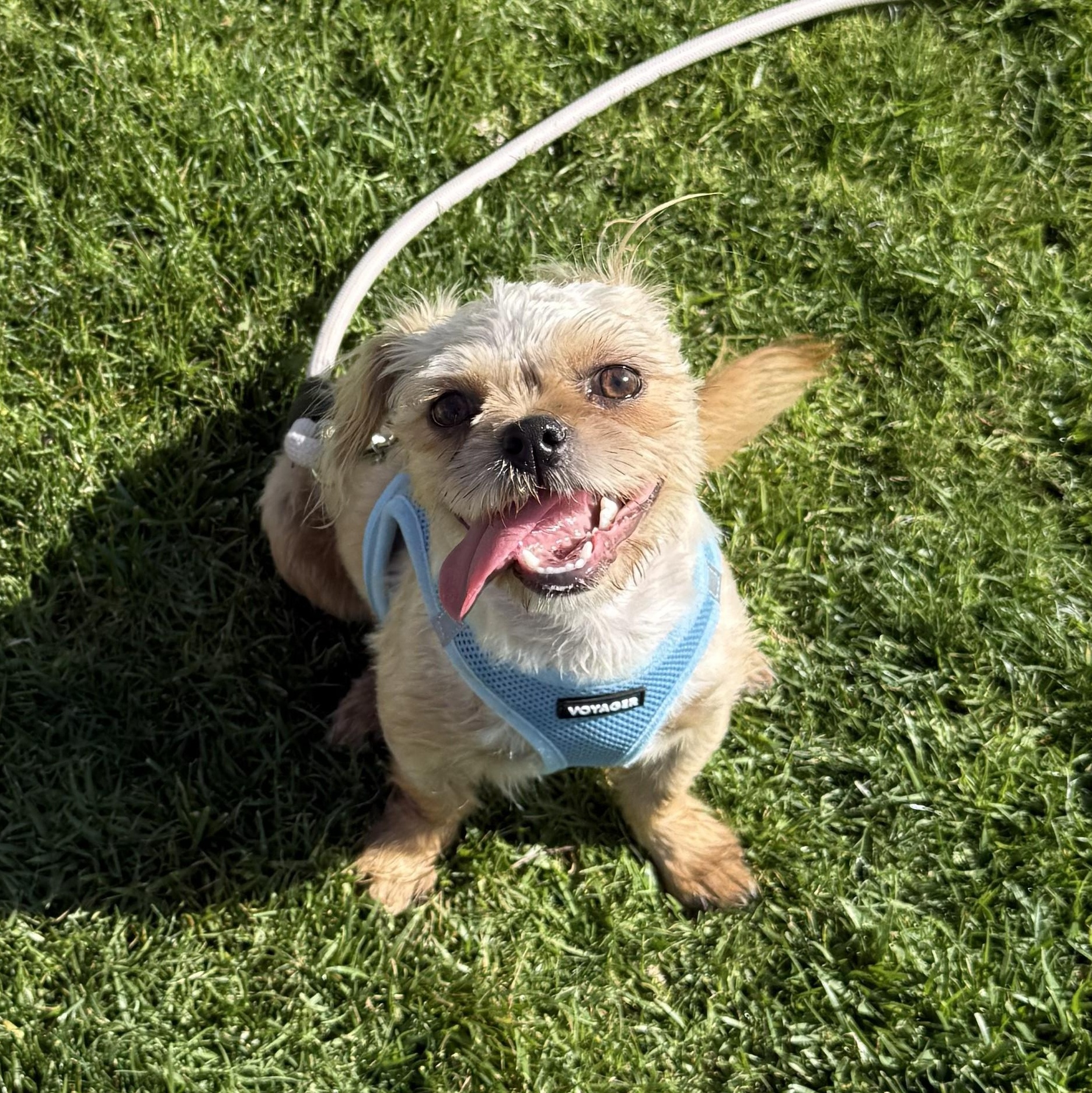 Enlarge Sprout & Kiwi, a ADOPTABLE Brussels Griffon in Pismo Beach, CA image 6/6